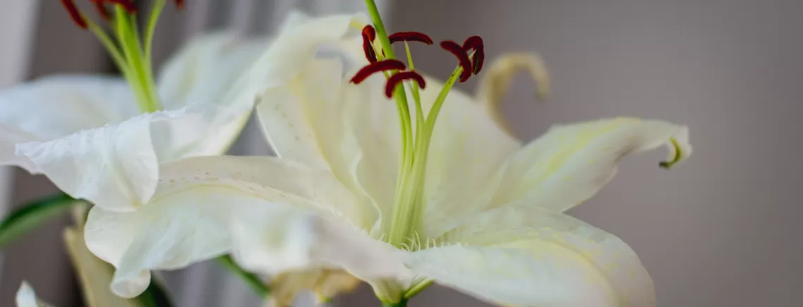 Easter lillies.