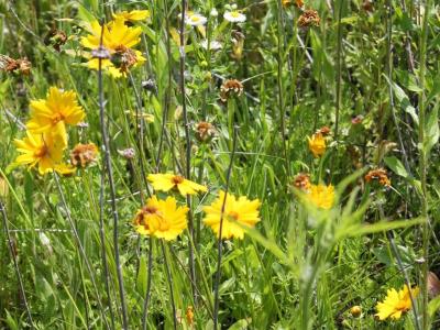 Wild Flowers