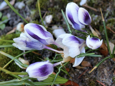 April flowers