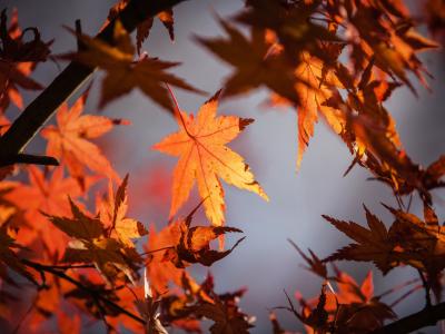 Autumn