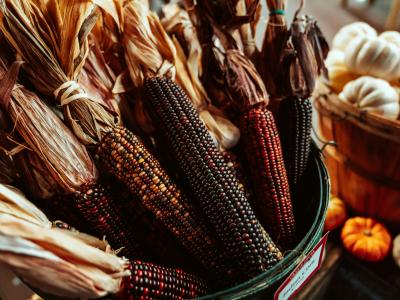 Cornucopia 