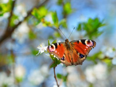 Butterfly