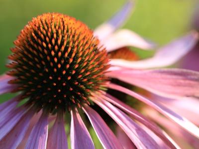 Summer flowers
