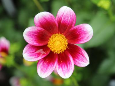 Spring bloom